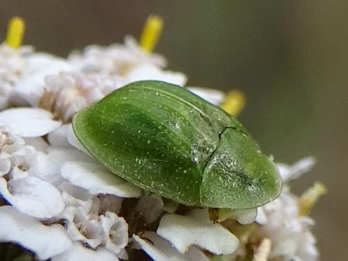 Cassida sp.